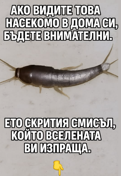 Ако сте забелязали това насекомо в дома си, бъдете внимателни: това може да означава, че… продължете да четете ⚠️👇